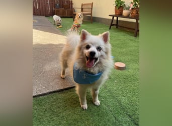 Stanley SR – kleiner Senior sucht großes Glück