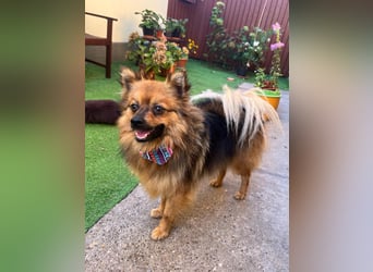 Der fröhliche Oliver – kleiner Spitzmann sucht sein Zuhause 