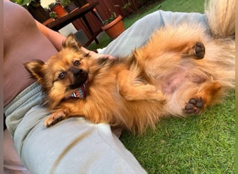 Der fröhliche Oliver – kleiner Spitzmann sucht sein Zuhause 