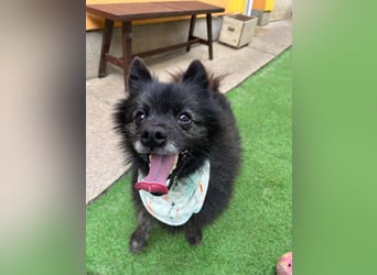 Paco2 SR – Kleiner Charmeur sucht liebevolles Zuhause