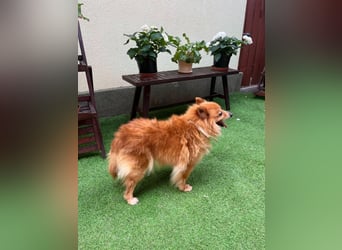 Berta2 SR – kleine Kämpferin mit großem Herz sucht Geborgenheit