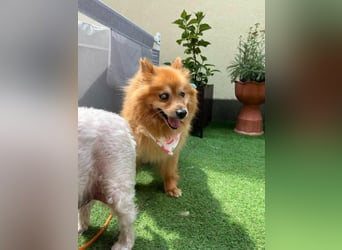 Berta2 SR – kleine Kämpferin mit großem Herz sucht Geborgenheit