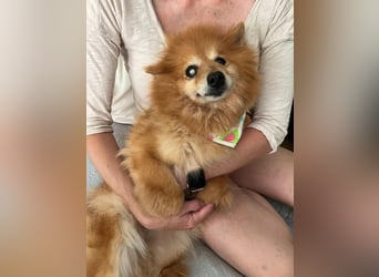 Berta2 SR – kleine Kämpferin mit großem Herz sucht Geborgenheit