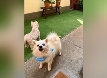 Stanley SR – kleiner Senior sucht großes Glück