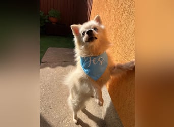 Stanley SR – kleiner Senior sucht großes Glück