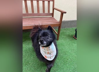 Paco2 SR – Kleiner Charmeur sucht liebevolles Zuhause