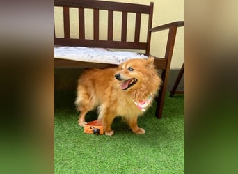 Berta2 SR – kleine Kämpferin mit großem Herz sucht Geborgenheit