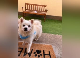 Stanley SR – kleiner Senior sucht großes Glück