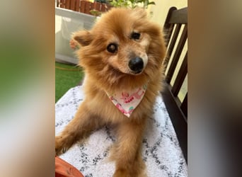 Berta2 SR – kleine Kämpferin mit großem Herz sucht Geborgenheit