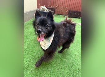 Paco2 SR – Kleiner Charmeur sucht liebevolles Zuhause