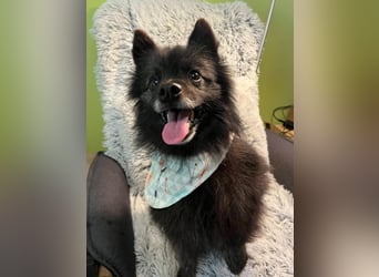 Paco2 SR – Kleiner Charmeur sucht liebevolles Zuhause