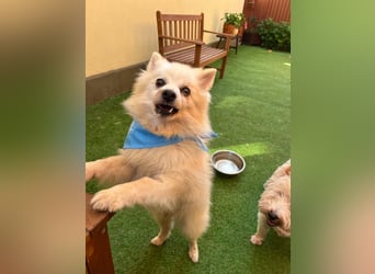 Stanley SR – kleiner Senior sucht großes Glück