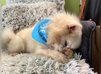 Stanley SR – kleiner Senior sucht großes Glück