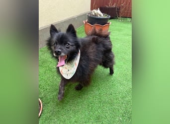 Paco2 SR – Kleiner Charmeur sucht liebevolles Zuhause