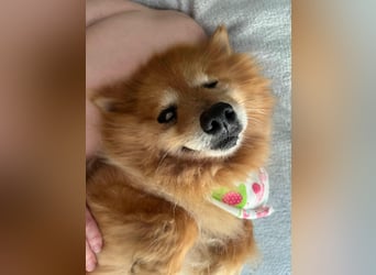 Berta2 SR – kleine Kämpferin mit großem Herz sucht Geborgenheit