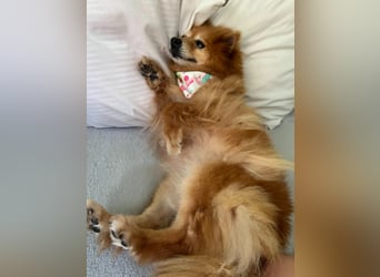 Berta2 SR – kleine Kämpferin mit großem Herz sucht Geborgenheit