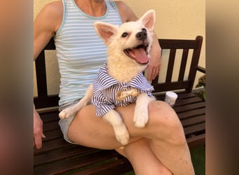 Eszkimo-SR- Kleiner Diamant auf vier Pfoten sucht seine Familie