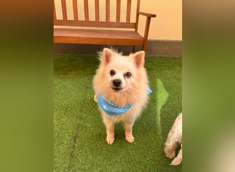 Stanley SR – kleiner Senior sucht großes Glück