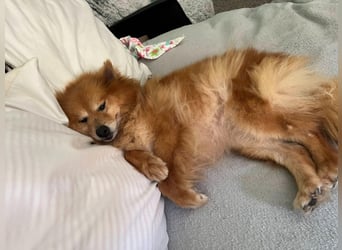 Berta2 SR – kleine Kämpferin mit großem Herz sucht Geborgenheit