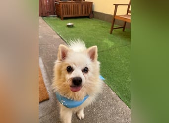 Stanley SR – kleiner Senior sucht großes Glück