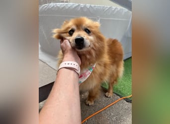 Berta2 SR – kleine Kämpferin mit großem Herz sucht Geborgenheit