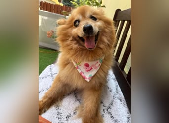 Berta2 SR – kleine Kämpferin mit großem Herz sucht Geborgenheit