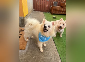 Stanley SR – kleiner Senior sucht großes Glück