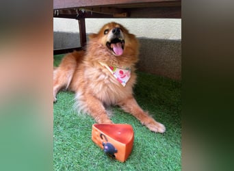 Berta2 SR – kleine Kämpferin mit großem Herz sucht Geborgenheit