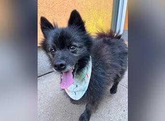 Paco2 SR – Kleiner Charmeur sucht liebevolles Zuhause