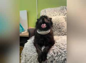 Paco2 SR – Kleiner Charmeur sucht liebevolles Zuhause