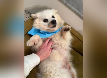 Stanley SR – kleiner Senior sucht großes Glück