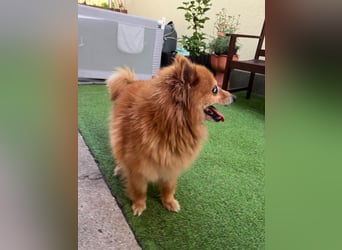 Berta2 SR – kleine Kämpferin mit großem Herz sucht Geborgenheit