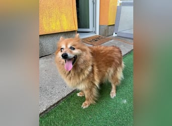 Berta2 SR – kleine Kämpferin mit großem Herz sucht Geborgenheit