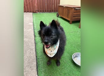 Paco2 SR – Kleiner Charmeur sucht liebevolles Zuhause