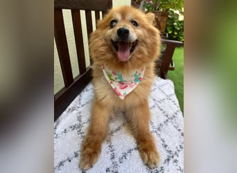 Berta2 SR – kleine Kämpferin mit großem Herz sucht Geborgenheit