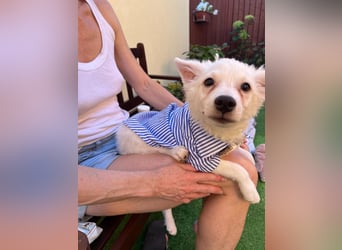 Eszkimo-SR- Kleiner Diamant auf vier Pfoten sucht seine Familie