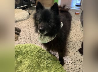 Paco2 SR – Kleiner Charmeur sucht liebevolles Zuhause