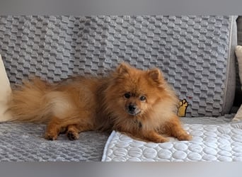 Fluffy, süßer Kleinspitz Rüde geb. 01/2019