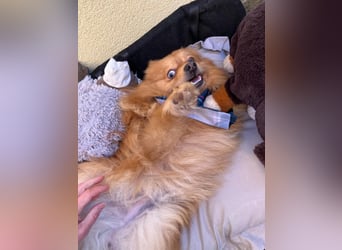 Sheldon, aktiver und verspielter Spitzrüde, geb. 01/2025