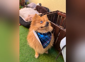 Sheldon, aktiver und verspielter Spitzrüde, geb. 01/2025