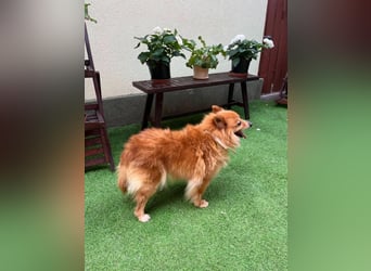 Berta, sehr liebe und ruhige Kleinspitzhündin, geb. 04/2016