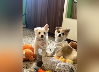 Dia, liebes verspieltes Spitzmädchen, geb. 09/2025