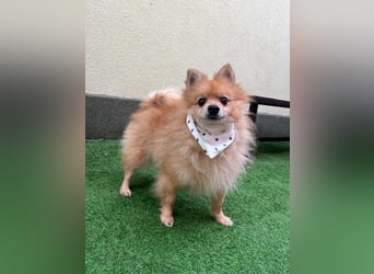 Charlie, neugieriger Spitzrüde, geb. 01/2024