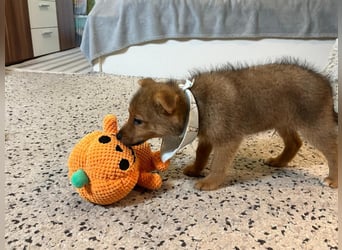 Wolly, verspielter lieber Spitzjunge, geb. 10/2025