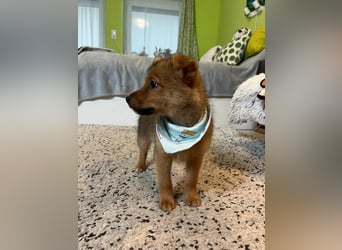 Wolly, verspielter lieber Spitzjunge, geb. 10/2025