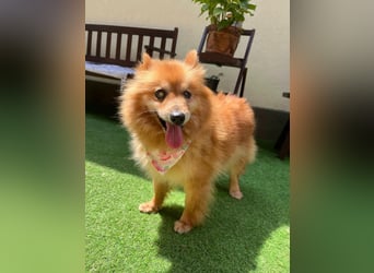 Berta, sehr liebe und ruhige Kleinspitzhündin, geb. 04/2016