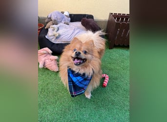 Sheldon, aktiver und verspielter Spitzrüde, geb. 01/2025