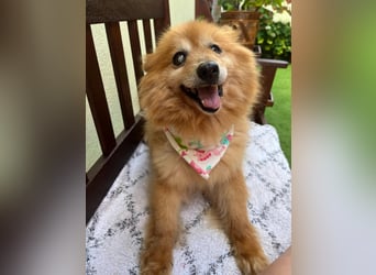 Berta, sehr liebe und ruhige Kleinspitzhündin, geb. 04/2016