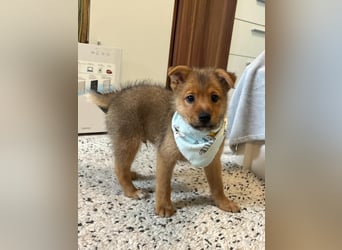 Wolly, verspielter lieber Spitzjunge, geb. 10/2025