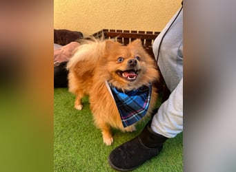 Sheldon, aktiver und verspielter Spitzrüde, geb. 01/2025